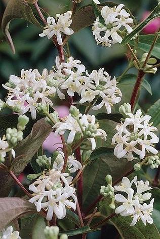 HEPTACODIUM miconioides