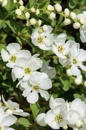 EXOCHORDA Magical Springtime