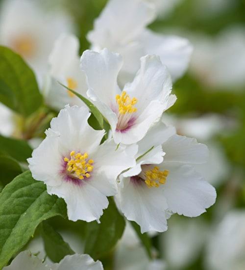 PHILADELPHUS Belle Etiole