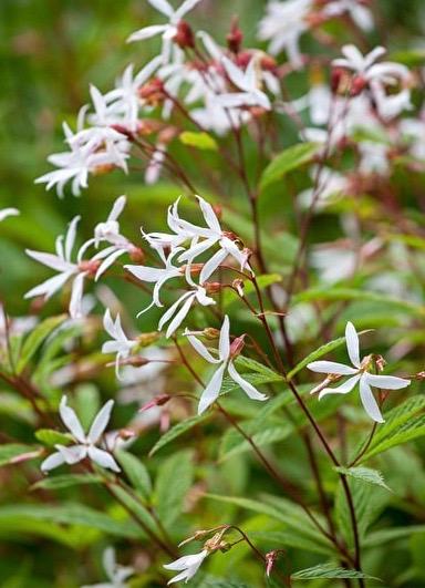 GILLENIA trifoliata