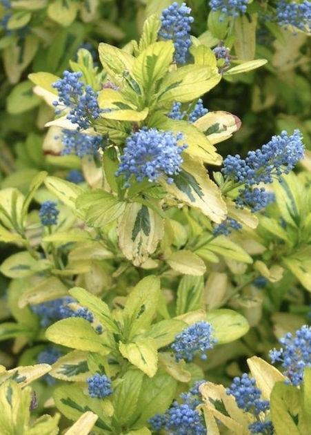 CEANOTHUS Pershore Zanzibar