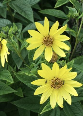 HELIANTHUS  Lemon Queen