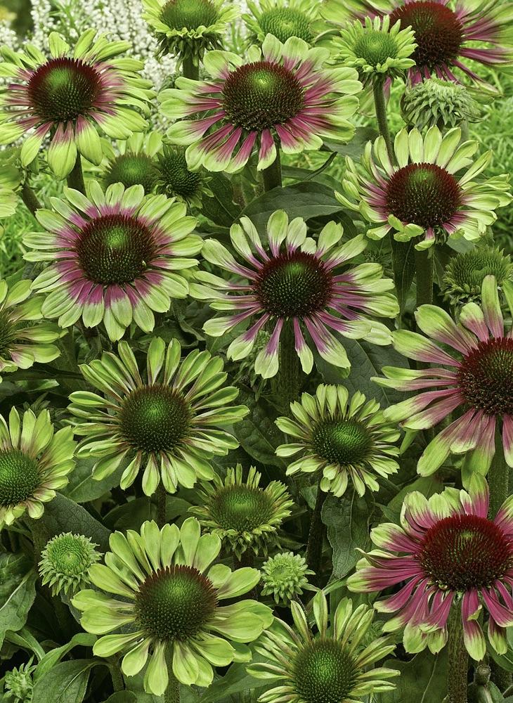 ECHINACEA  Green Twister