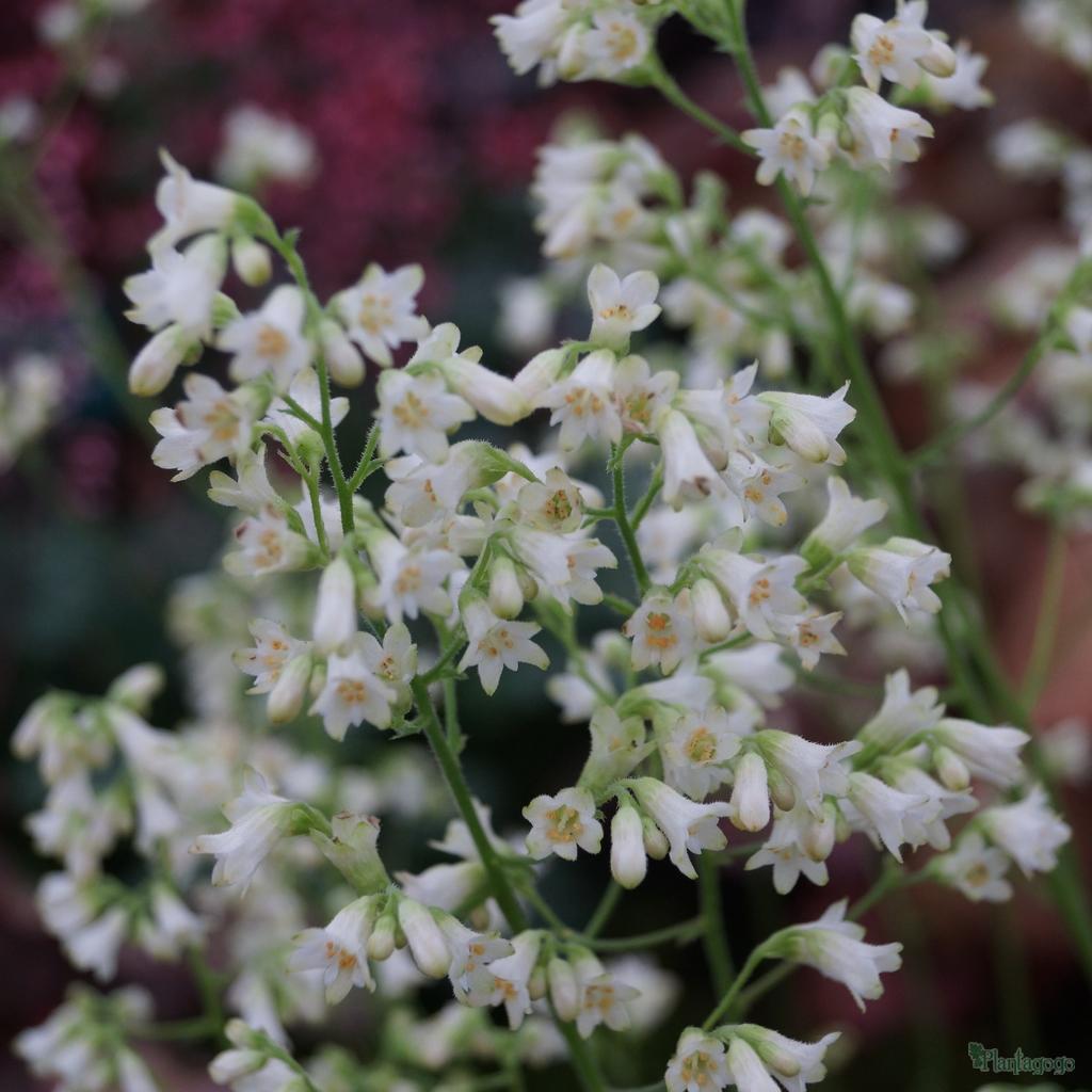 HEUCHERA Madison Bride