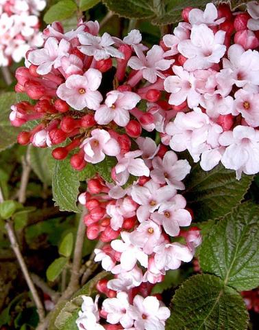 VIBURNUM carlesii 