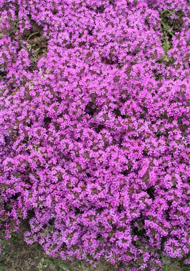 THYMUS praecox Red Carpet