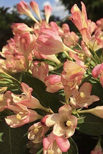 WEIGELA  All Summer Peach