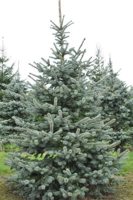 PICEA pungens Hoopsii