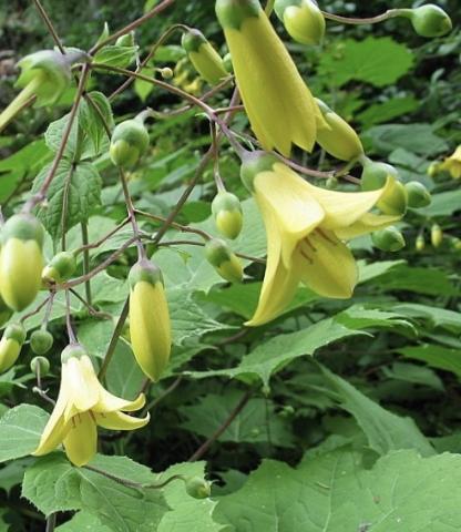 KIRENGESHOMA palmata