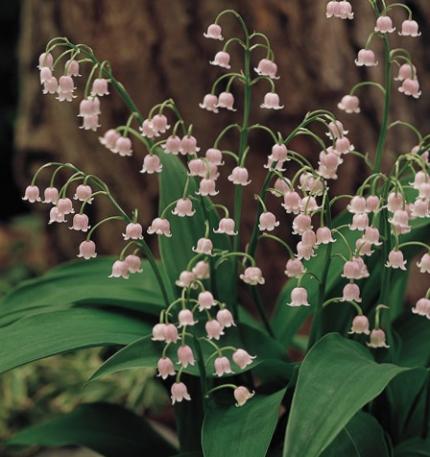 CONVALLARIA majalis var. rosea