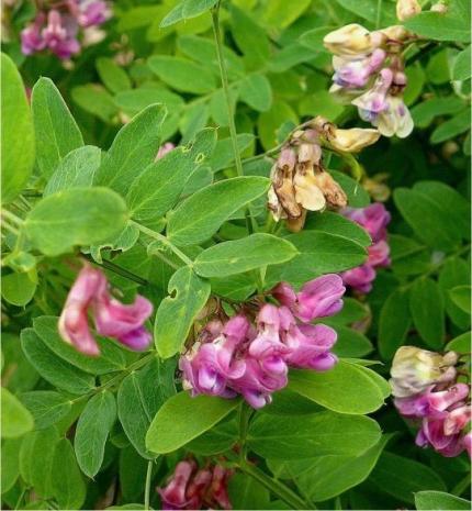 LATHYRUS niger