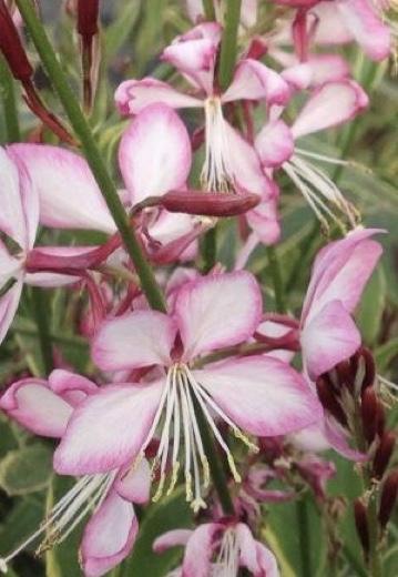 GAURA lindheimeri Rosyjane