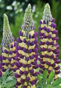 LUPINUS Manhattan Lights