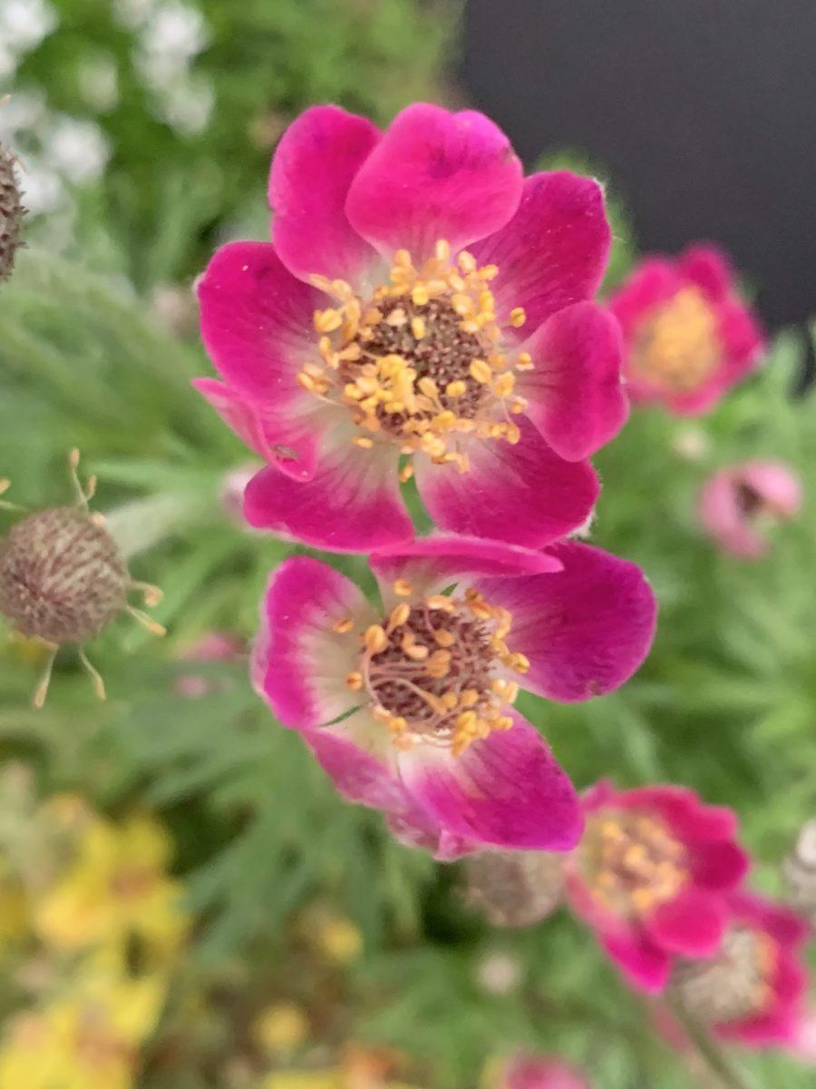 ANEMONE magellanica Rubra