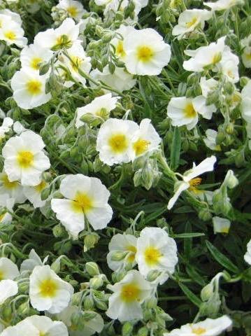 HELIANTHEMUM The Bride