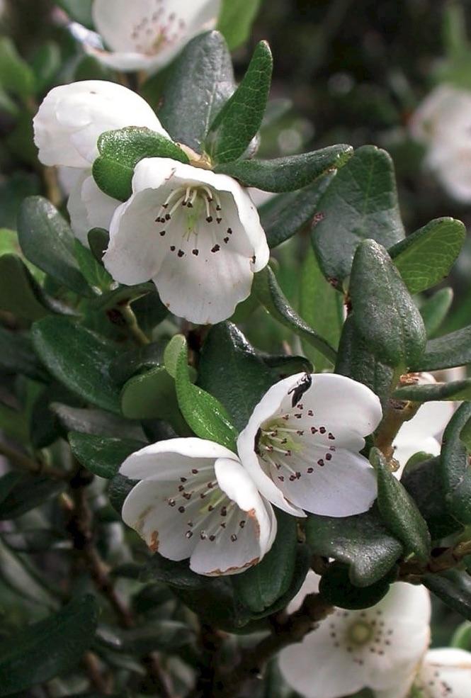 EUCRYPHIA milliganii