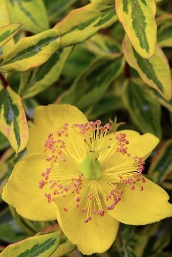 HYPERICUM Little Misstery