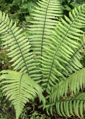 DRYOPTERIS wallichiana