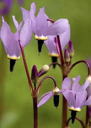 DODECATHEON media