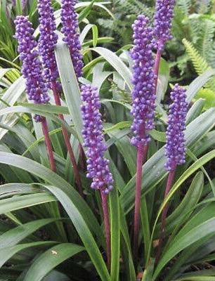 LIRIOPE muscari Money Maker