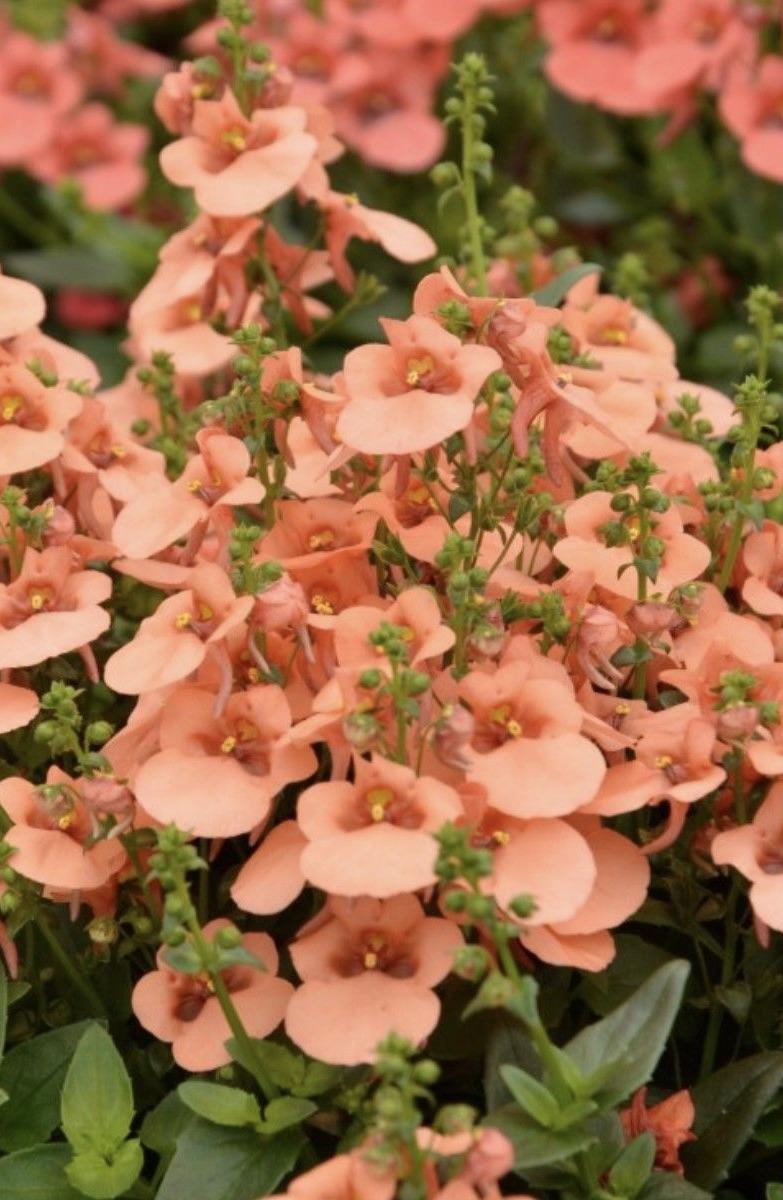 DIASCIA Breezie Apricot