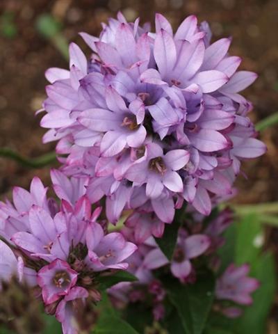 CAMPANULA glomerata Caroline