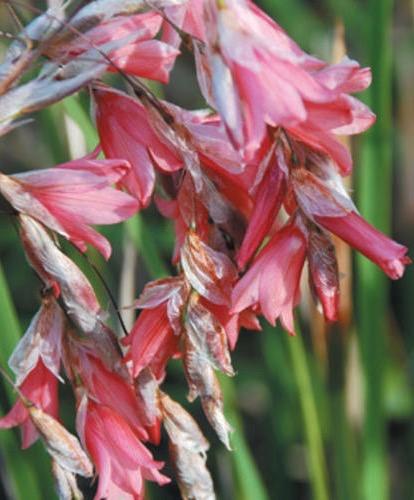 DIERAMA ambiguum