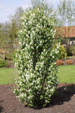 AMELANCHIER alnifolia Obelisk