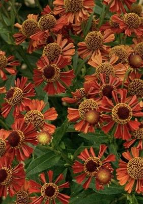 HELENIUM Ruby Tuesday