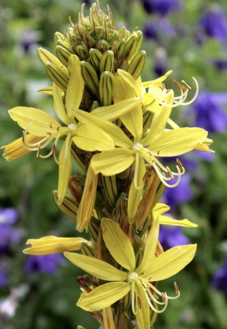 ASPHODELINE lutea