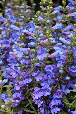 PENSTEMON  Blue Springs