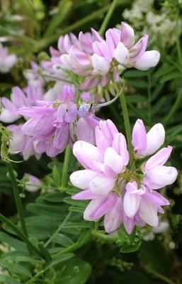 CORONILLA varia