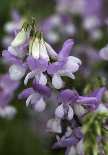 GALEGA officinalis