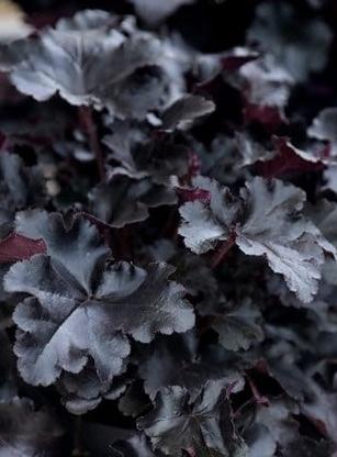 Heuchera Obsidian