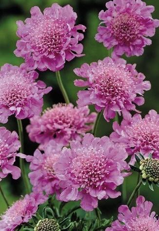 SCABIOUS Kudo Pink