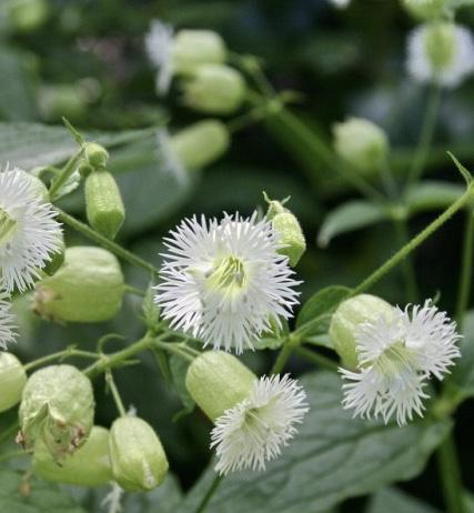 SILENE fimbriata