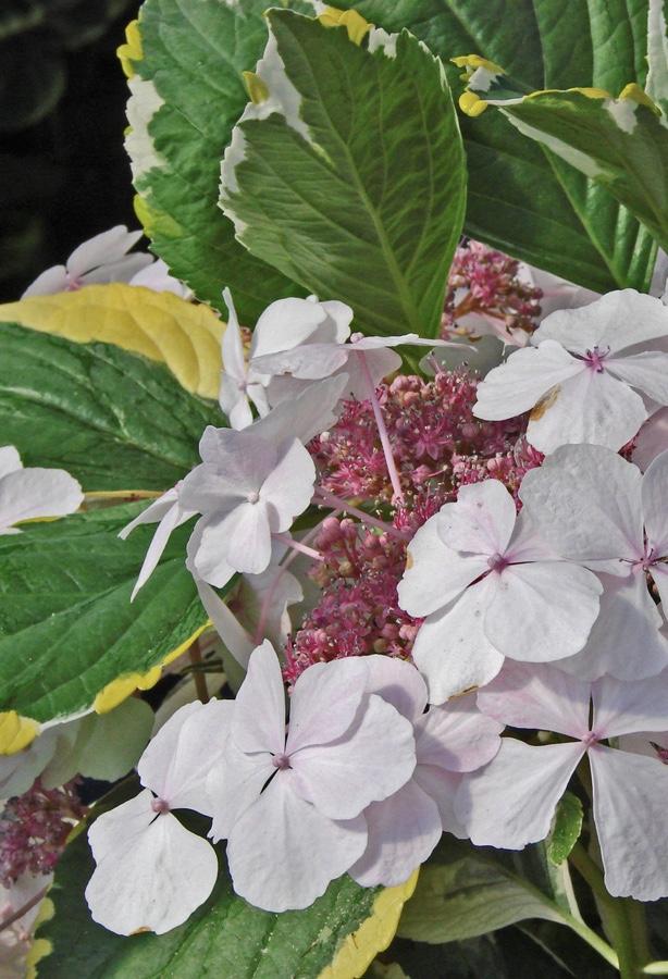 HYDRANGEA macrophylla Quadricolour