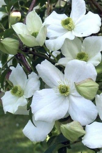 CLEMATIS montana Spooneri