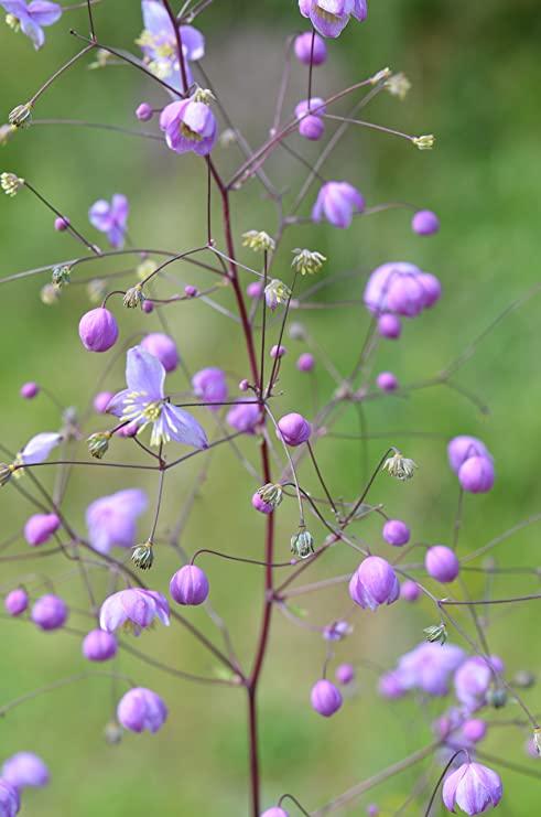 THALICTRUM splendide