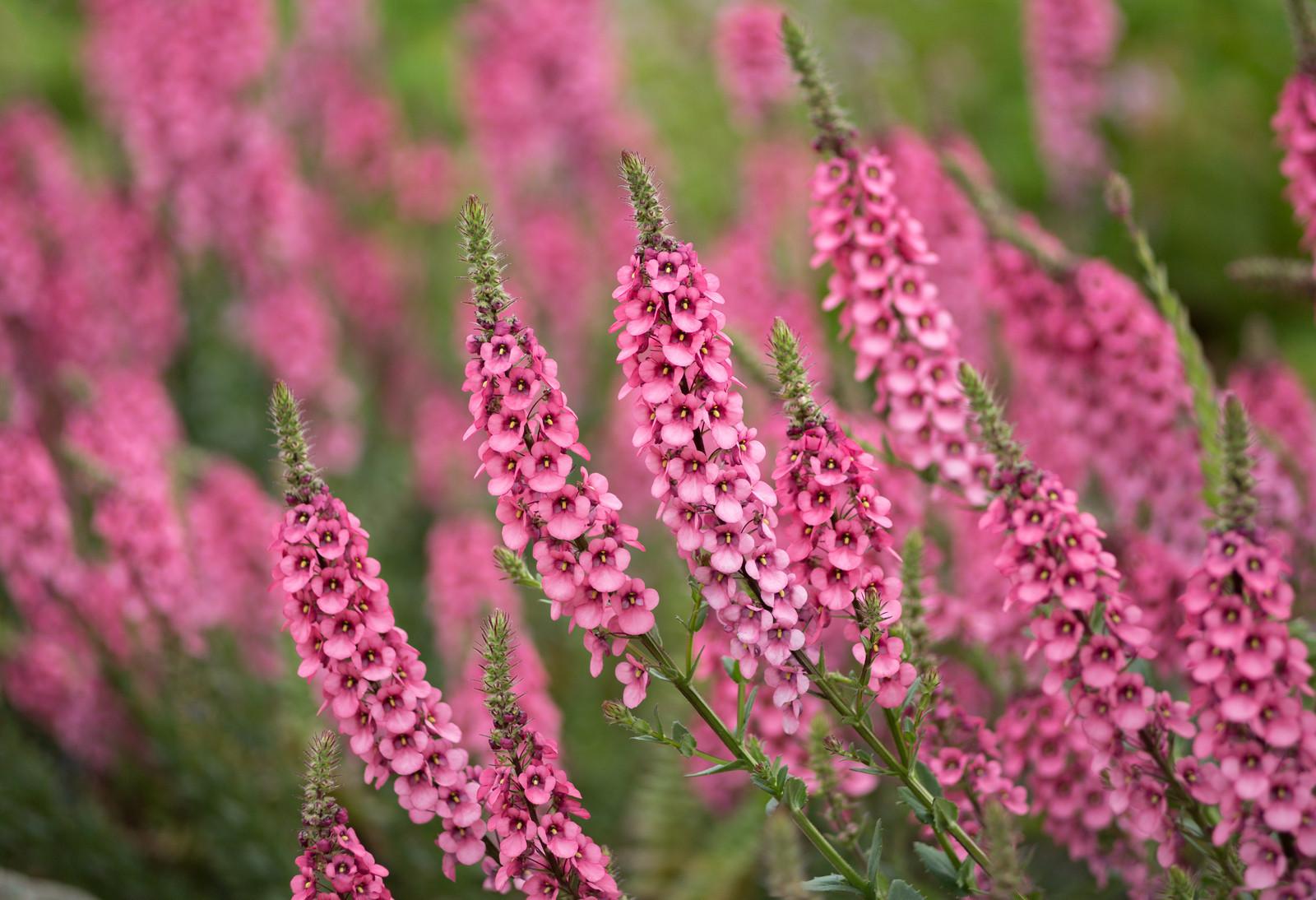 DIASCIA personata