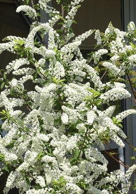 PRUNUS padus Le Thoureil