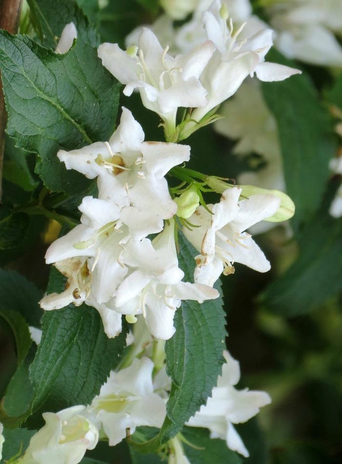 WEIGELA florida Mont Blanc