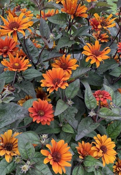 HELIOPSIS Bleeding Heart