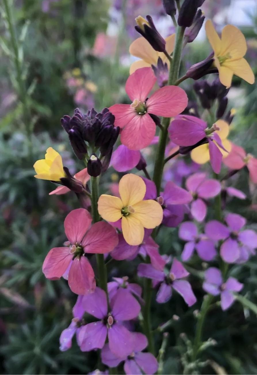 ERYSIMUM  Chelsea Jacket