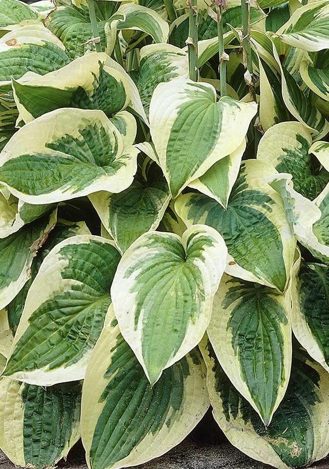 HOSTA Wide Brim