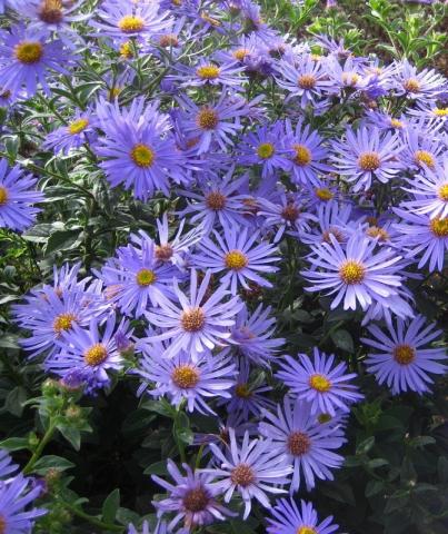 ASTER  frikartii Monch