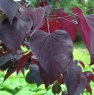 CERCIS  Forest Pansy