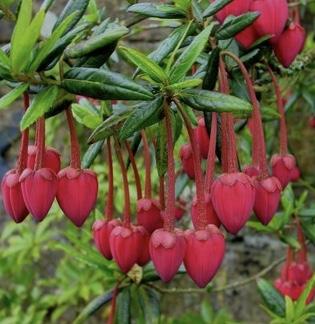 CRINODENDRON hookerianum