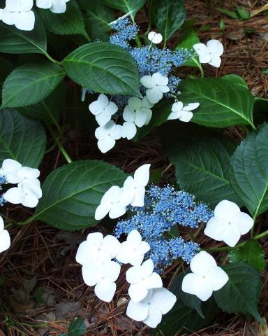 HYDRANGEA macrophylla Veitchii