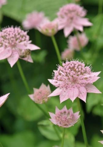 ASTRANTIA maxima